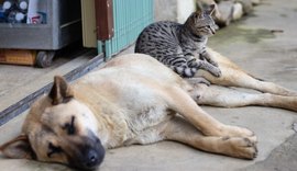 Câmara de União aprova projeto que prevê a proibição maus-tratos  contra animais