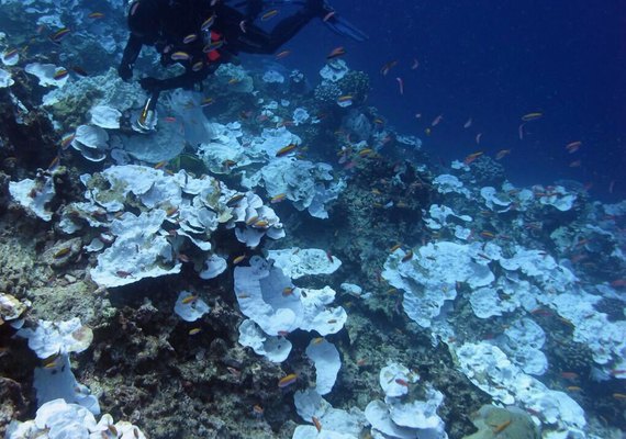 Estudo revela que 80% dos corais do mundo sofreram branqueamento
