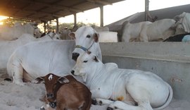 71ª Expoagro/AL começa neste sábado (23) e promete ser a maior em negócios