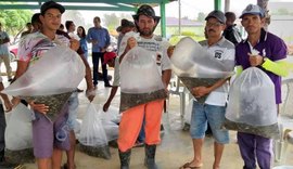 Seagri distribui 40 mil alevinos de tilápia a pequenos agricultores de Viçosa