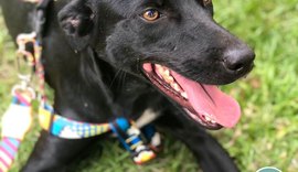 Focinho Responsável promove evento Viva Pet – Integrando Vidas