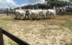 Apresentação dos bovinos nelore.