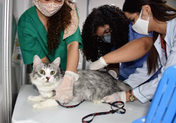Animais da região do Pinheiro são vacinados contra a raiva nesta segunda