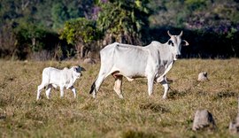 Capão de Angico reforça a presença da pecuária pantaneira na Expoagro Alagoas