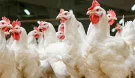 União Europeia decide proibir exportação de frango brasileiro para a região