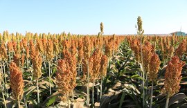 Sorgo ganha espaço na safra 2025/26 e desafia o milho safrinha