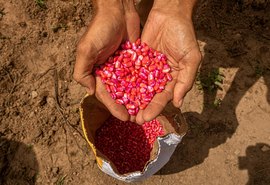 Governo do Estado lança o Planta Alagoas na próxima terça-feira (25)