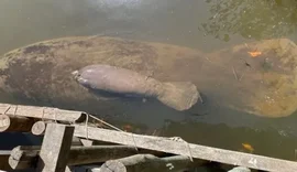 Nasce, em Alagoas, o 1º filhote de peixe-boi em recinto de aclimatação