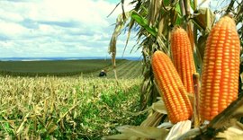 25% da produção de milho do estado vem de Arapiraca, afirma engenheiro Agrônomo