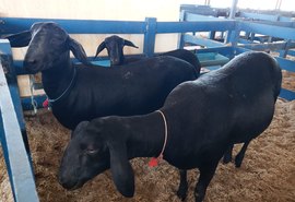 Pecuária recebe primeiros ovinos para a Expoagro 2021
