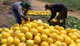 Na Faeal, seminário de fruticultura traz as novidades do segmento