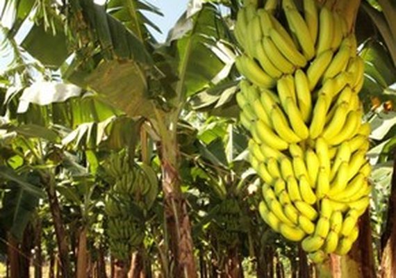 Emater realiza dia de campo para discutir o cultivo da banana na Zona da Mata