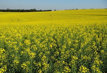 Cultivo de canola avança no Brasil e ganha espaço no campo
