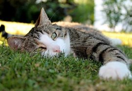 Polícia Civil investiga mortes de 70 gatos em bairros afetados pela mineração