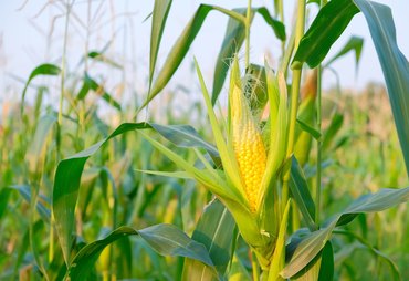 Cigarrinha-do-milho gera prejuízo de US$ 25,8 bilhões à produção brasileira