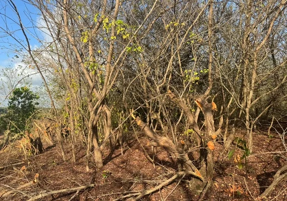 IMA/AL autua Norcon por destruição em Sítio Merenda da família Vieira