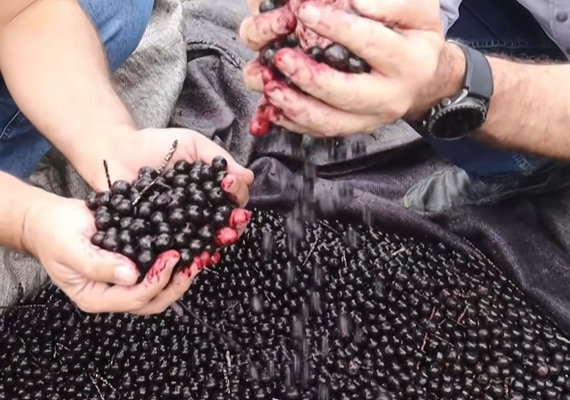 Vídeo do Alagoas Rural sobre fábrica de açaí viraliza e soma milhares de curtidas