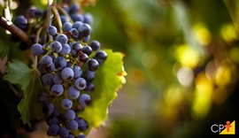Ministério da agricultura valoriza investimentos na viticultura