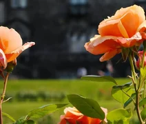 Cientistas descobrem origem dos espinhos das rosas e resolvem mistério botânico