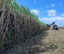 Crise da cana em AL: prejuízo dos fornecedores passa de R$ 330 milhões