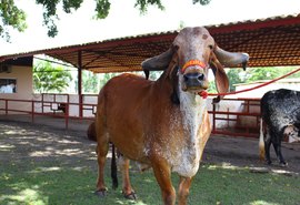 Animais do 4º Genética de Berço estão prontos para atender pecuária leiteira