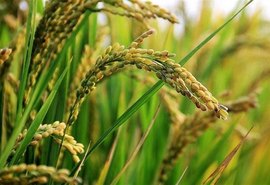 Exportações brasileiras de arroz caem 43,6% em fevereiro