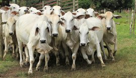 RB Agropecuária garante excelência em produtividade  do Brahman