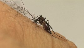 AL tem onze vezes mais casos de dengue do que Covid-19