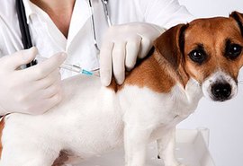 Antirrábica: vacinação de animais começa dia 24 na área rural