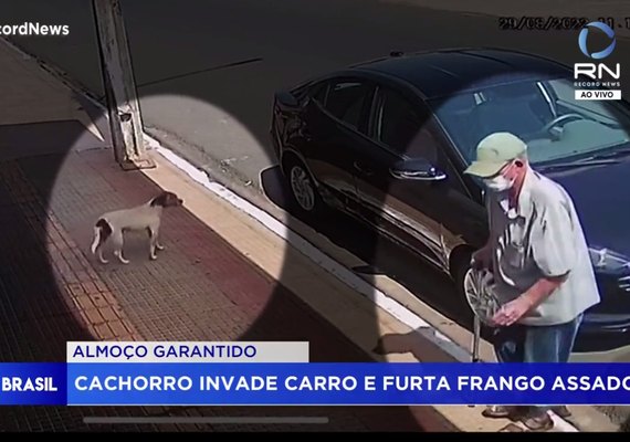 VÍDEO: Cachorro é flagrado entrando em carro e 'roubando' frango assado