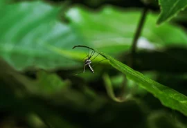 Crise climática potencializa casos de dengue no Brasil