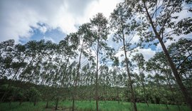 Eucalipto impulsiona renda e fortalece pecuária sustentável em Alagoas