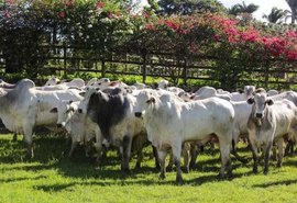 Leilão Nelore Barros Correia promove 24ª edição e traz genética consagrada IBC