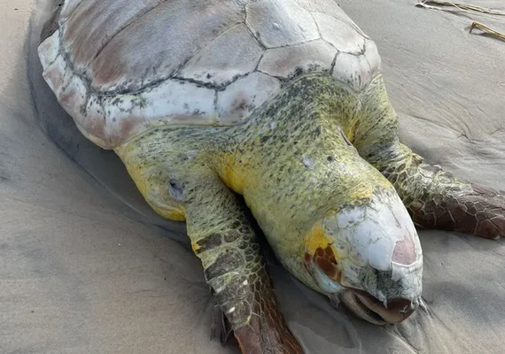 Tartaruga-cabeça é encontrada morta na Praia do Sobral, em Maceió