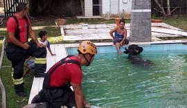 Bombeiros resgatam búfalo de meia tonelada que caiu em piscina de sítio