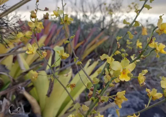 Tráfico de orquídeas em AL: suspeito flagrado com 120 mudas e multado em R$ 72 mil