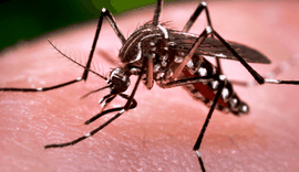 Aedes Aegypti: Maceió registra queda nas notificações de doenças
