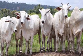 Lote de aspirações matriz nelore será novidade do Leilão Varrela e Santa Nazaré 2022