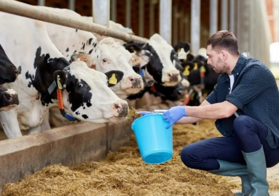 Auditorias internacionais atestam as ações de bem-estar animal de cooperativa alimentícia