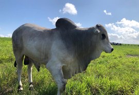 Lotes do Reprodutores Provados serão apresentados durante Dia de Campo