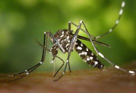 Em Alagoas, número de casos de dengue sobe 981%