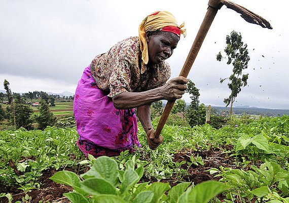 Mais de 30 milhões de hectares em propriedades rurais no Brasil são administradas por mulheres