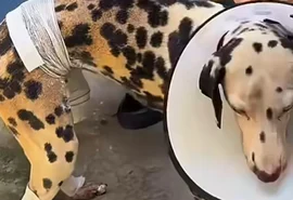 Homem põe fogo em residência e deixa cadela ferida no Santos Dumont