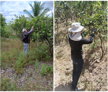 AL assegura a manutenção do status sanitário de área sem ocorrência de Cancro Cítrico