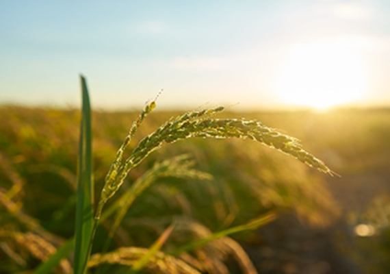 Silício ganha espaço na agricultura como aliado estratégico contra adversidades climáticas