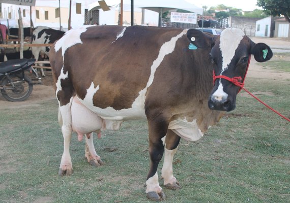 1º Torneio Leiteiro da Agricultura Familiar reafirma tradição leiteira