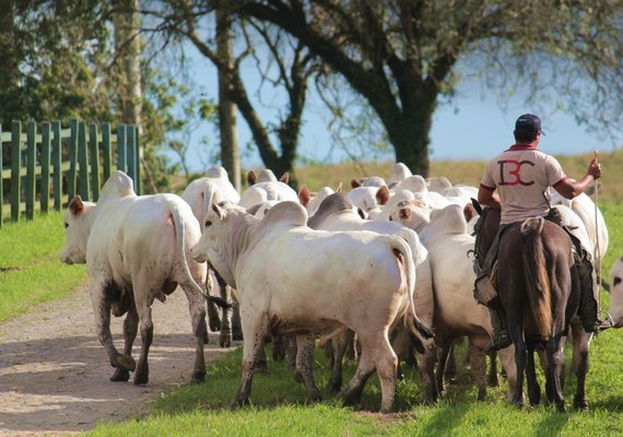 Agrofeira IBC 2026 acontece neste fim de semana, em Chã Preta