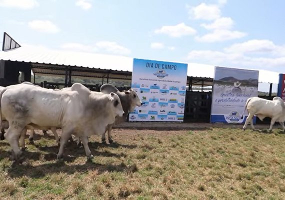 Pecuária alagoana se destaca e Associação Brasileira de Criadores de Zebu promove dia de campo no estado