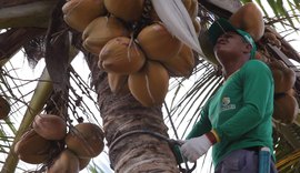 Coopaiba deve finalizar a colheita do coco com 4,5 mil frutos por hectare