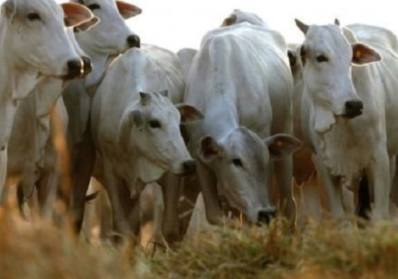 Pressão de alta no mercado do boi gordo